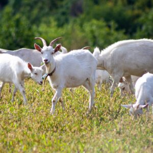 A herd of goats graze in the meadow. Goat on the farm. Goat in the summer eat grass on the field.
