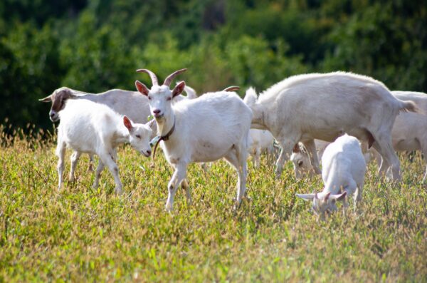 A herd of goats graze in the meadow. Goat on the farm. Goat in the summer eat grass on the field.