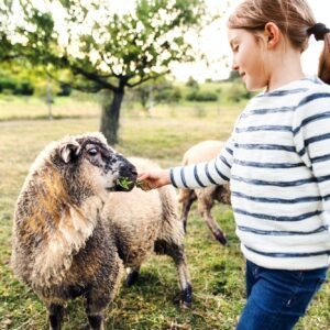 A small girl feeding sheep on the farm.