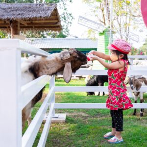 Asian girls feed the farm animals. Goat feeds from the milk bottle that the kids is holding.