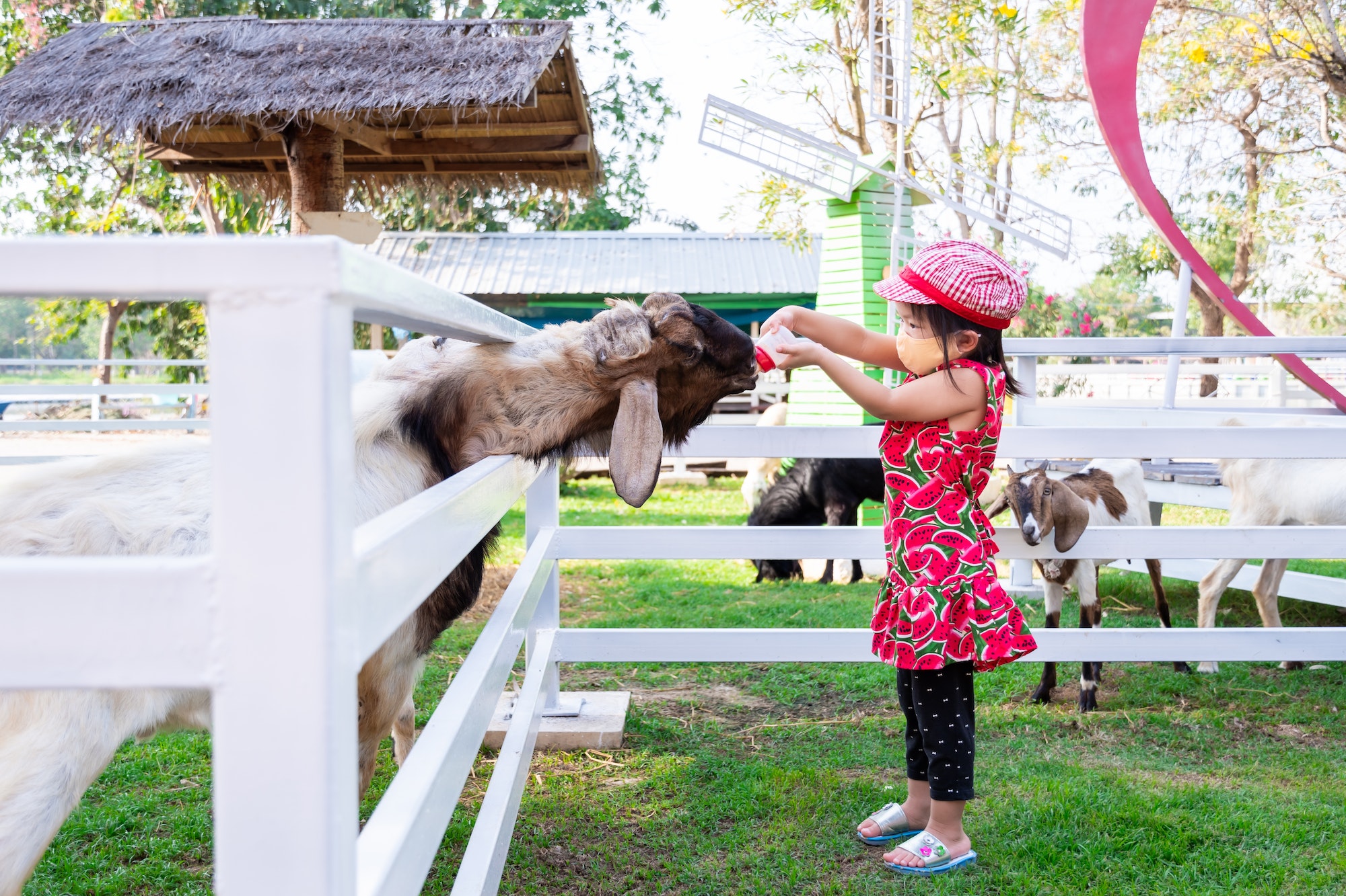 Asian girls feed the farm animals. Goat feeds from the milk bottle that the kids is holding.
