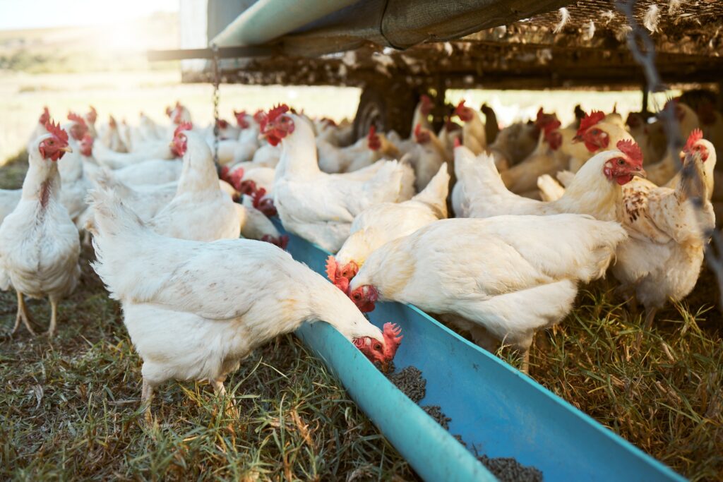 Chicken, farming and poultry on farm for agriculture, livestock and animal feed, nature and outdoor