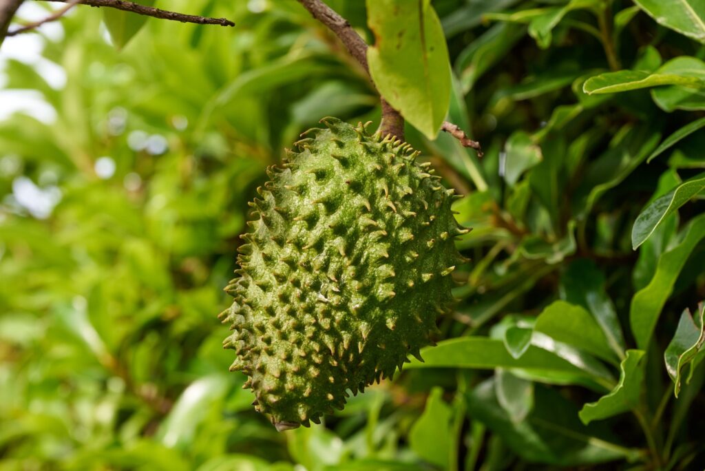 Closeup of a soursop or graviola growing on a tree