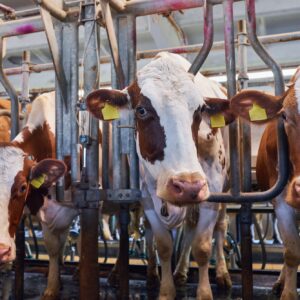 cows in a farm. Dairy cows in a farm.