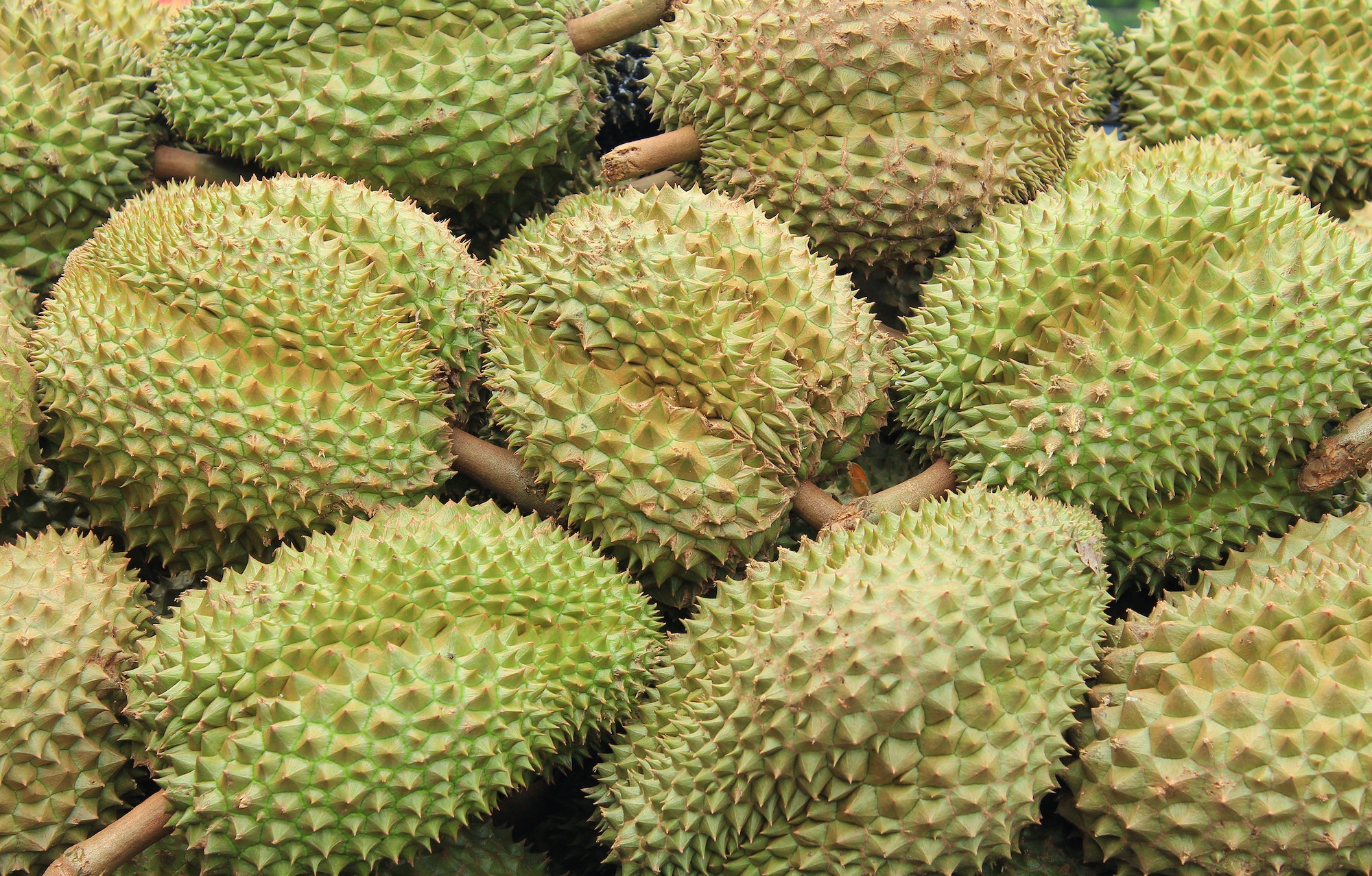 Durian in the market Thailand