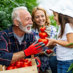 Grandfather growing organic vegetables with family at bio farm. People healthy food concept