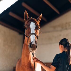 horse at the riding center with an instructor