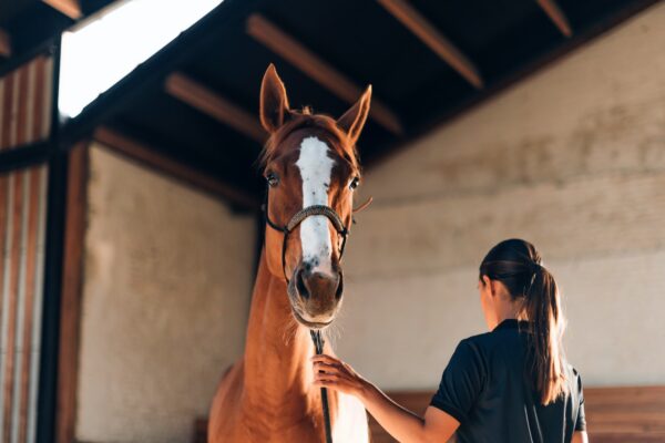 horse at the riding center with an instructor