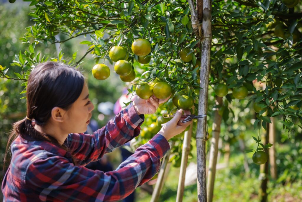 Young Asian woman checking quality of orange fruit on tree before harvest.