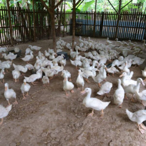 Bebek Pedaging Peking