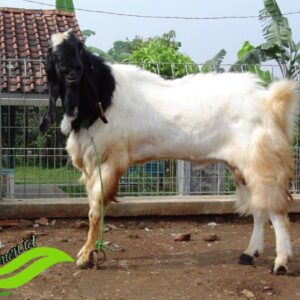 Kambing Etawa Super