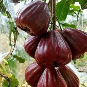 Jambu Black Kingkong